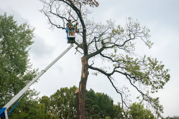 How Our Tree Care Process Works  in  Zellwood, FL