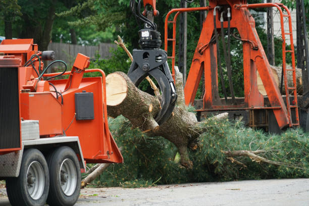 Best Weed Control  in Zellwood, FL